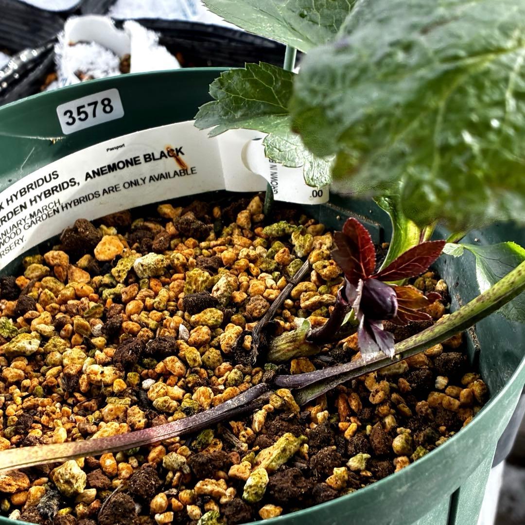 t*k様 3578☘️蕾花タグ付き☘️6号ロング☘️2年間管理☘️Ashwood