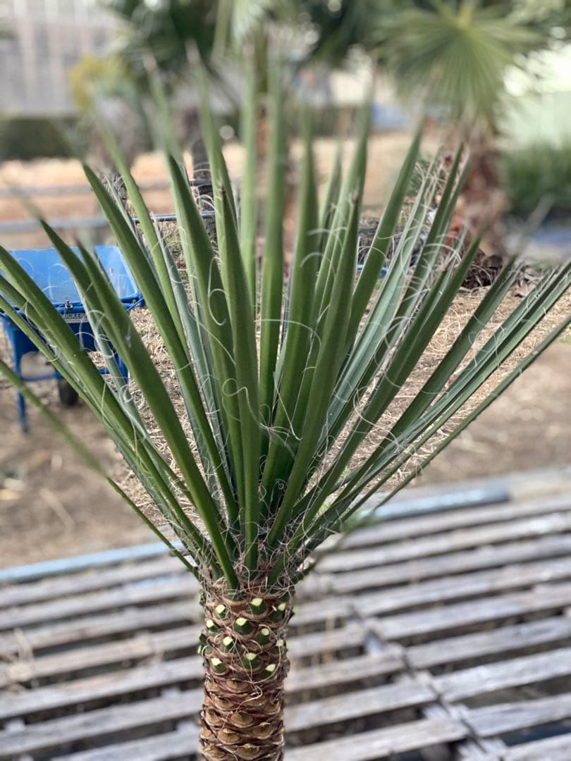 ユッカ　フィリフェラ