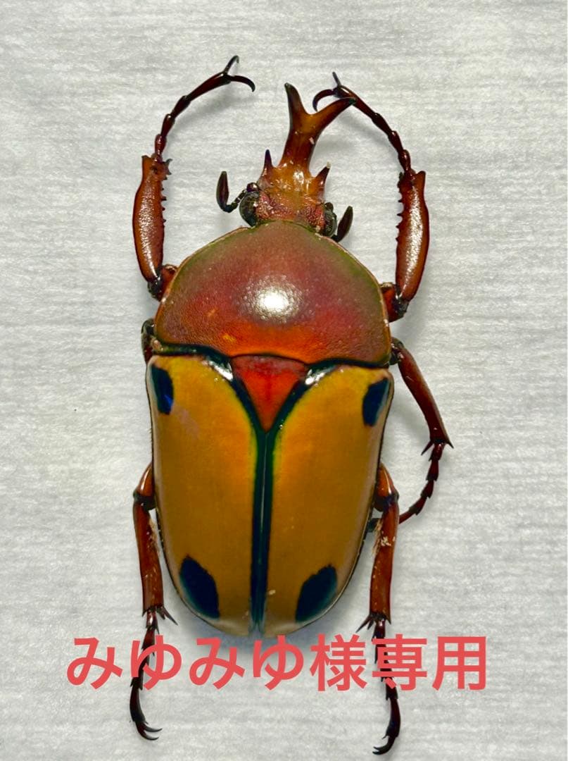 サスマタカナブン色々　みうみう