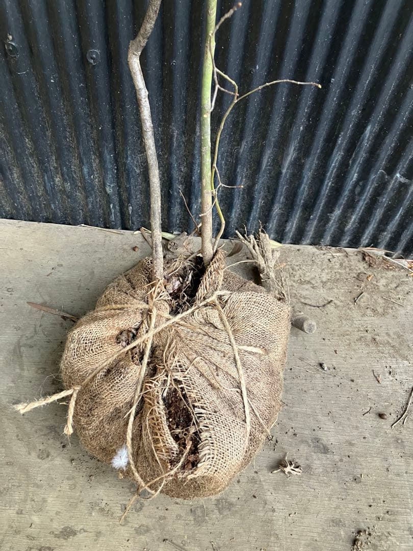 山採り コハウチワカエデ ウワミズザクラ 混合株 - メルカリ