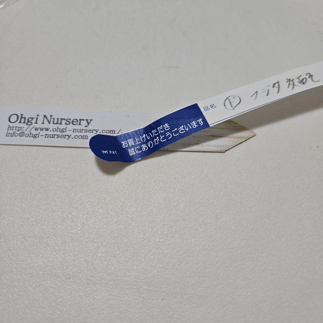 な*ず様 クリスマスロース株分け(大木ナーサリー フジタ交配) - メルカリ