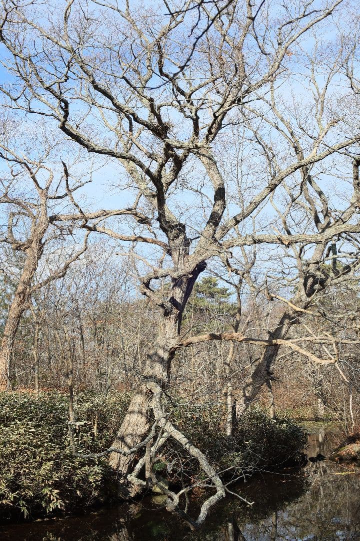 《希少》CANON FL 55mm F1.2 【光学美品】