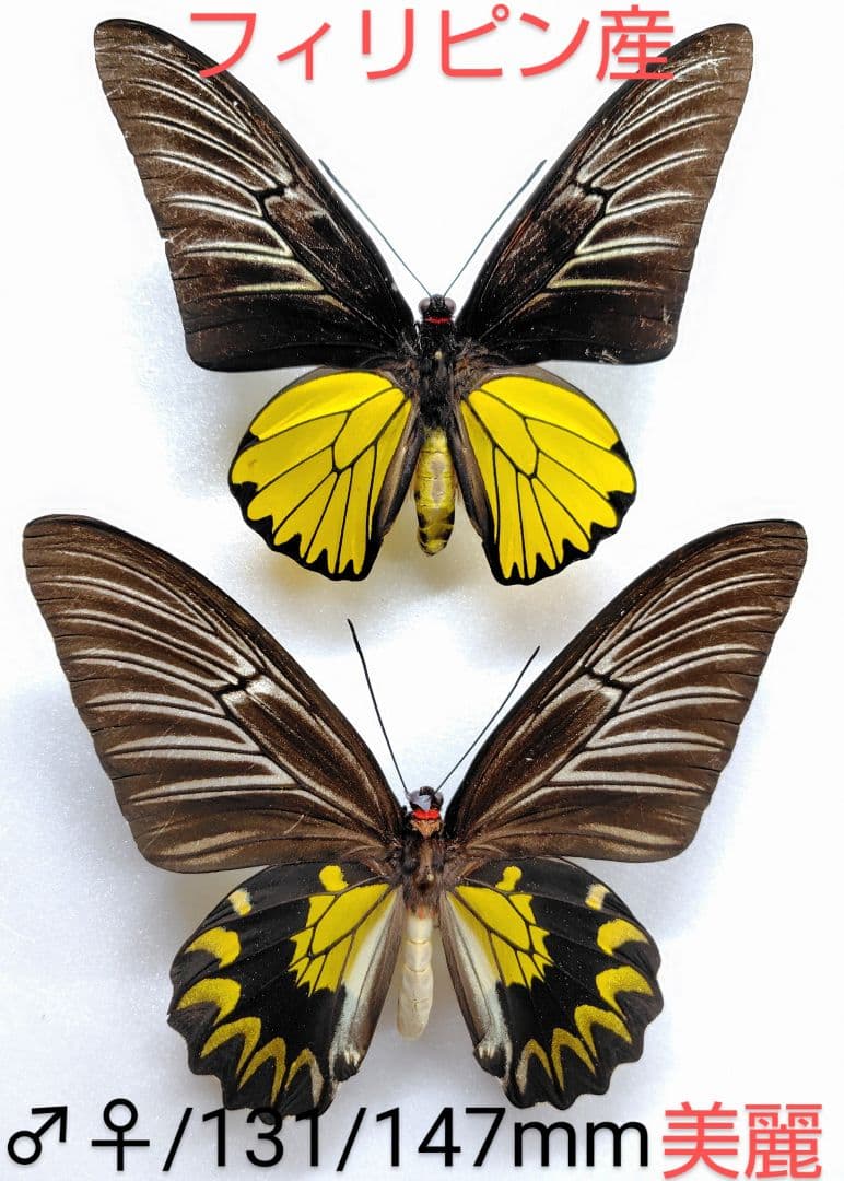 コートーキシタアゲハ♂♀標本フィリピン産 131/147mm♂後翅角度依色彩変化 rhadamantus（フィリピンキシタアゲハ） | トリバネアゲハデジタル大