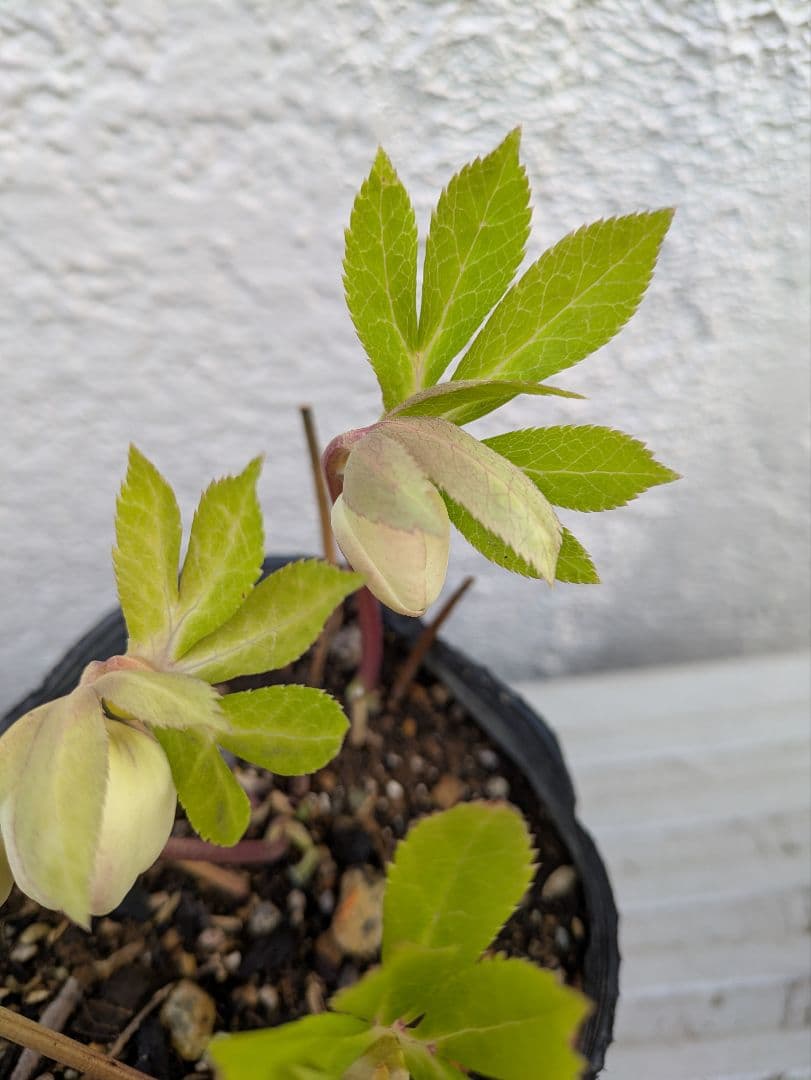 クリスマスローズ ダブル ホワイトフラッシュ 株分け苗 〈加藤農園