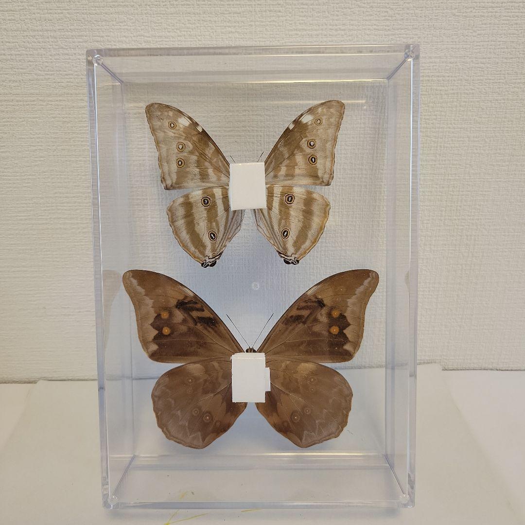 蝶の標本 ジャングルを舞う宝石の世界(珍A)