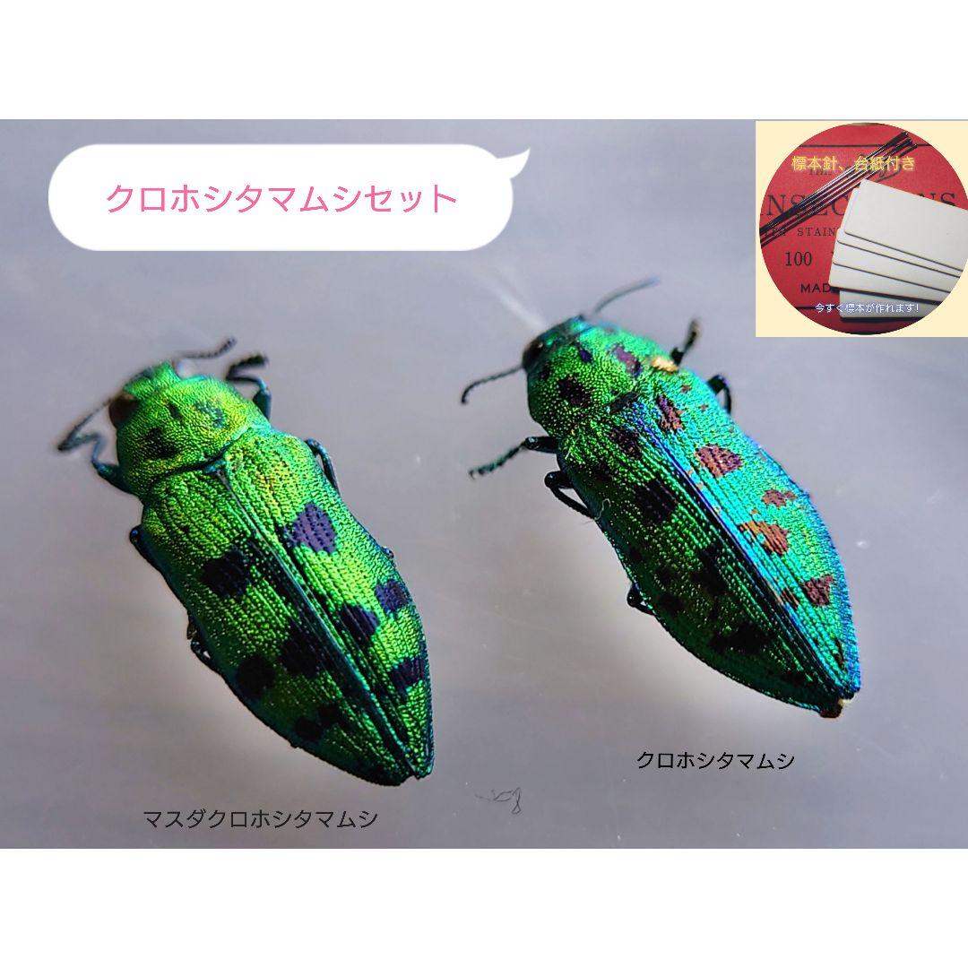 クロホシタマムシセット 昆虫標本 長野/神奈川県産 2022/2023採集個体