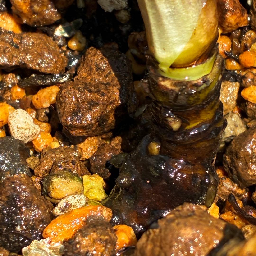 a*a様 3545☘️蕾花タグ付☘️超特殊☘️唯一無二☘️芳香⭐️小輪⭐️超キレ