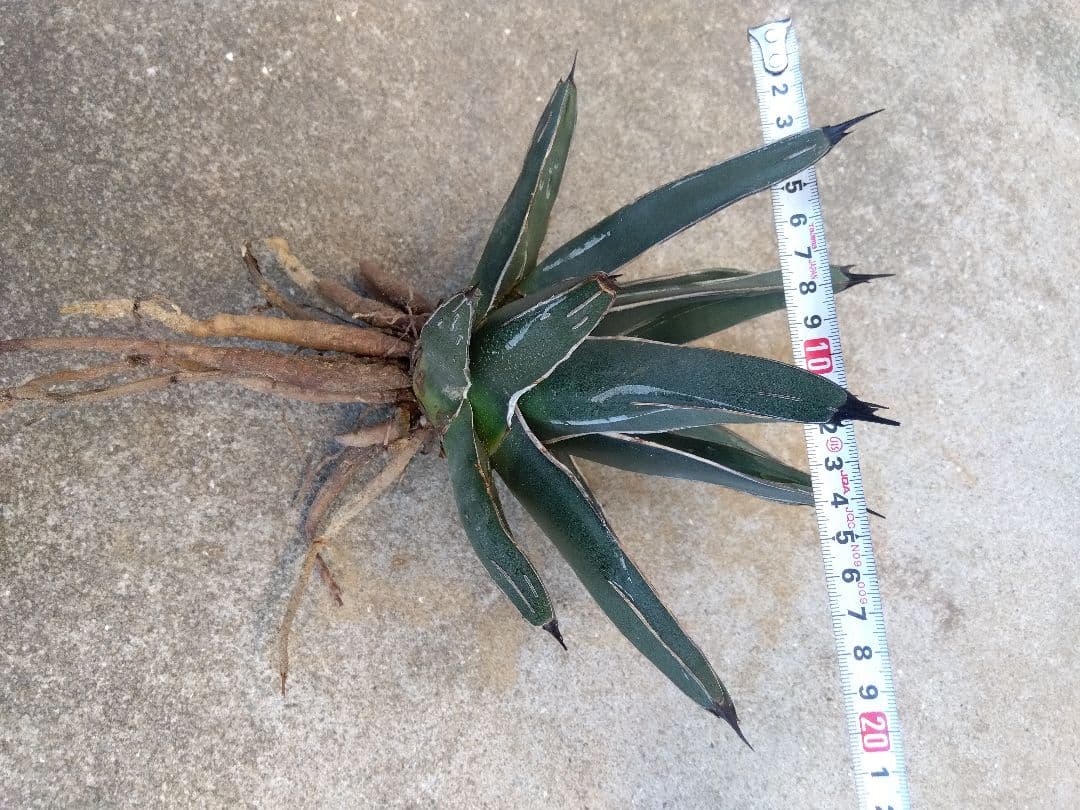 アガベ 笹吹雪 ニッケルシー 20センチ❗子株つき❗の通販はau PAY