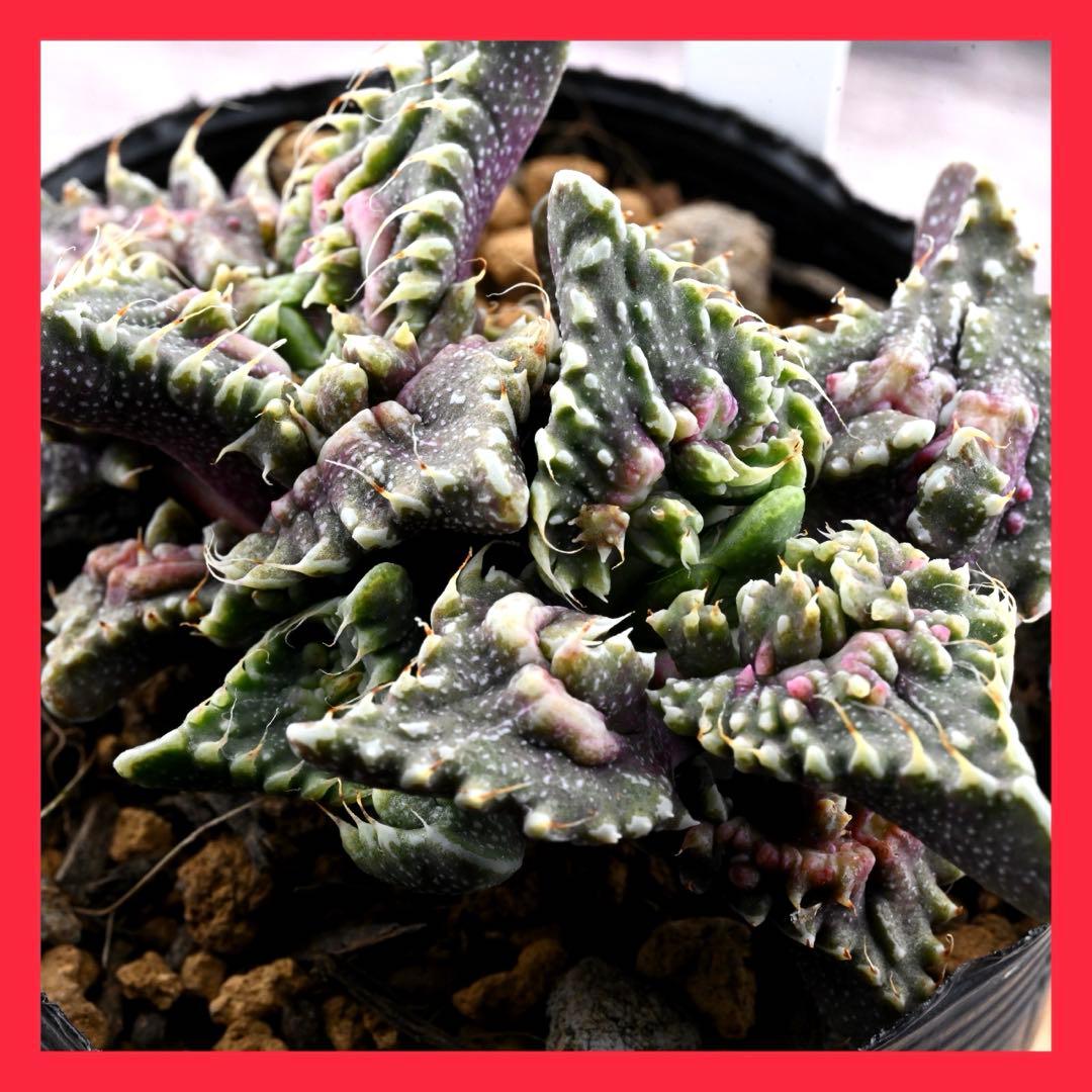 紅蓮地獄 ハイブリッド フォーカリア 多肉植物 1293 - メルカリ