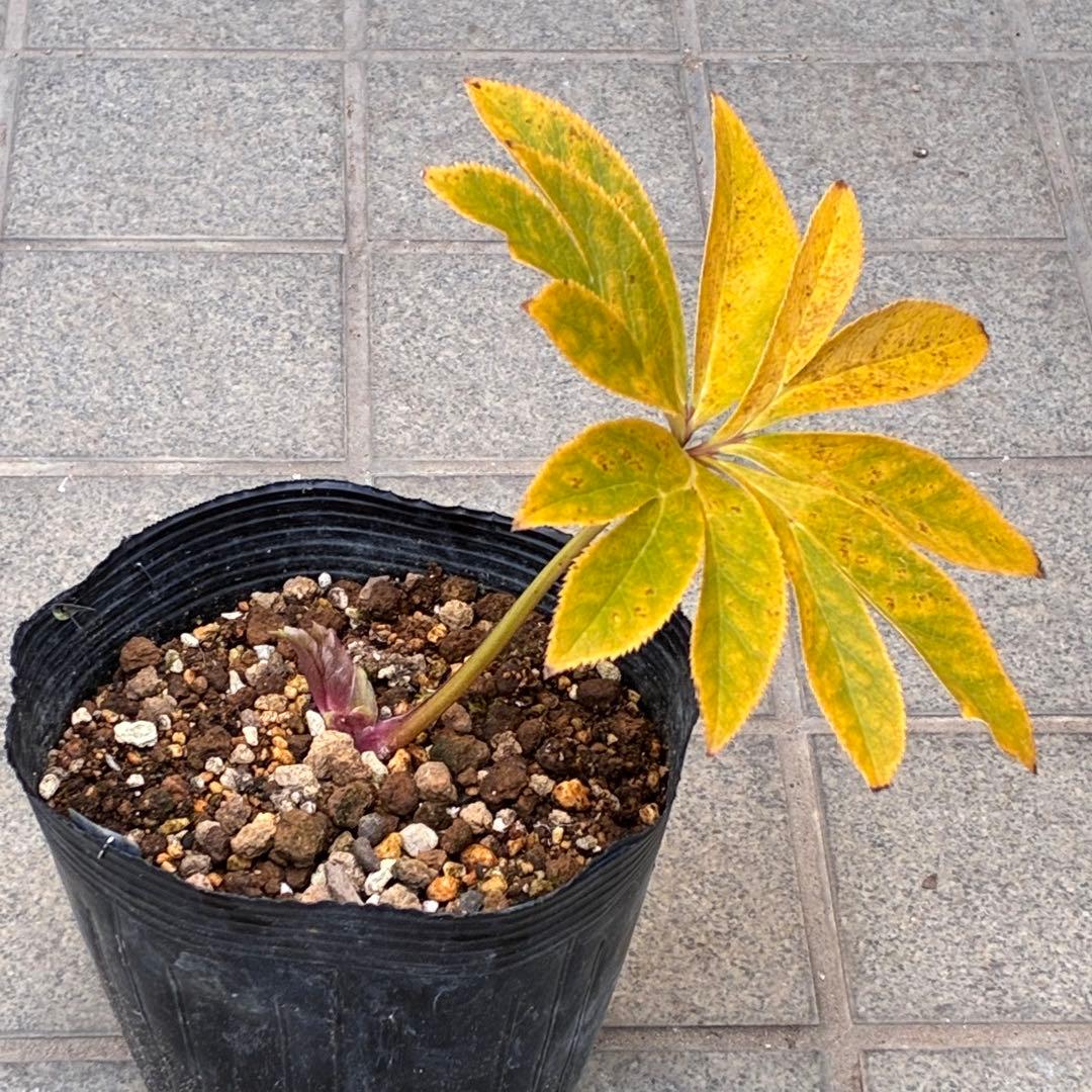 衛*様 3408☘️ラスト2☘️蕾付き☘️極上☘️⭐️ソレイユ⭐️ボリュームSD