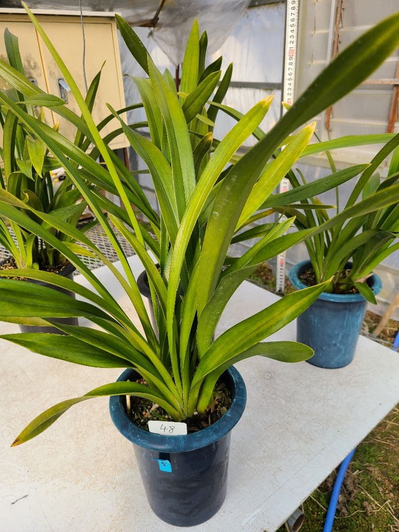 フォアゴットンフルーツ。花芽2個。5鉢セット。蜜蜂誘引蘭。日本蜜蜂。 開花中 花芽2個付き＞フォアゴットンフルーツ 3.5号｜ミツバチ蘭｜洋蘭