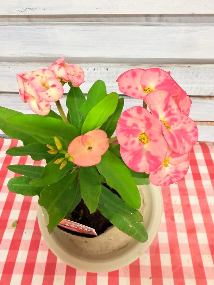 ハナキリン 八福神 ポット鉢土付き苗 お届け後このまま飾れます 現品