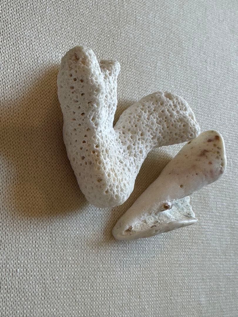 白いサンゴのインテリア装飾 波動注入済み　電磁波軽減 白いサンゴのインテリア装飾 波動注入済み 電磁波軽減