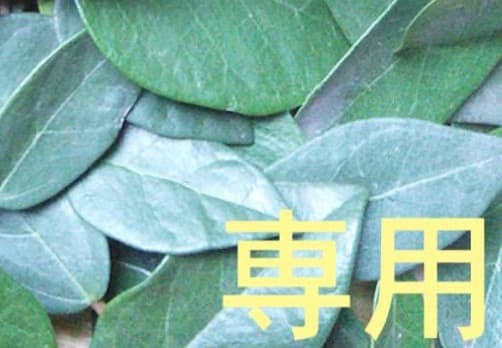 超リピート【キム】ドテラ TT ２ Cp OG 15ml 計４点 追跡便 WA LLV パック＋PHOSSIL ミネラル登録キット - doTERRA TIMES