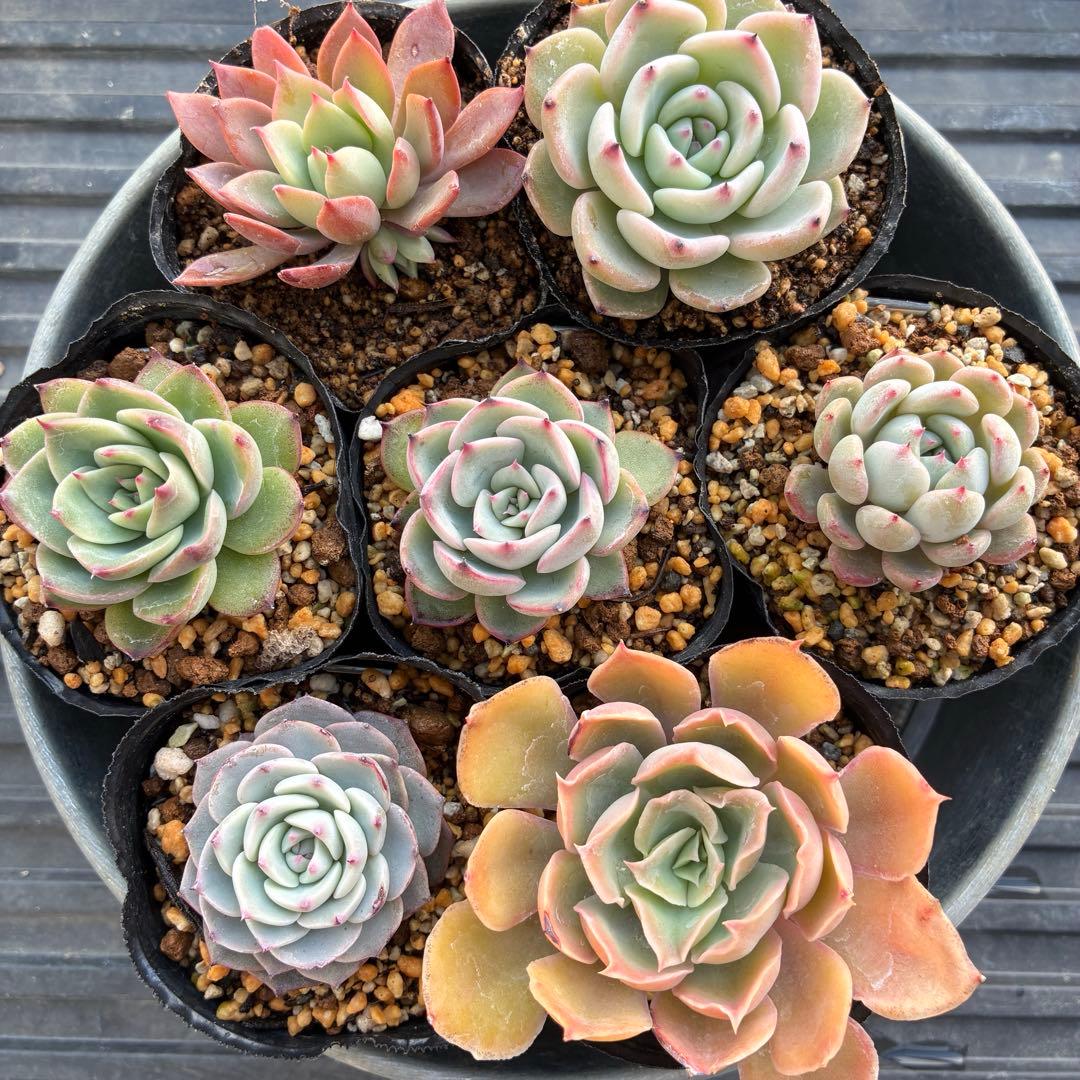 おらいさん苗7点セット 札なし ミックスベリア - メルカリ