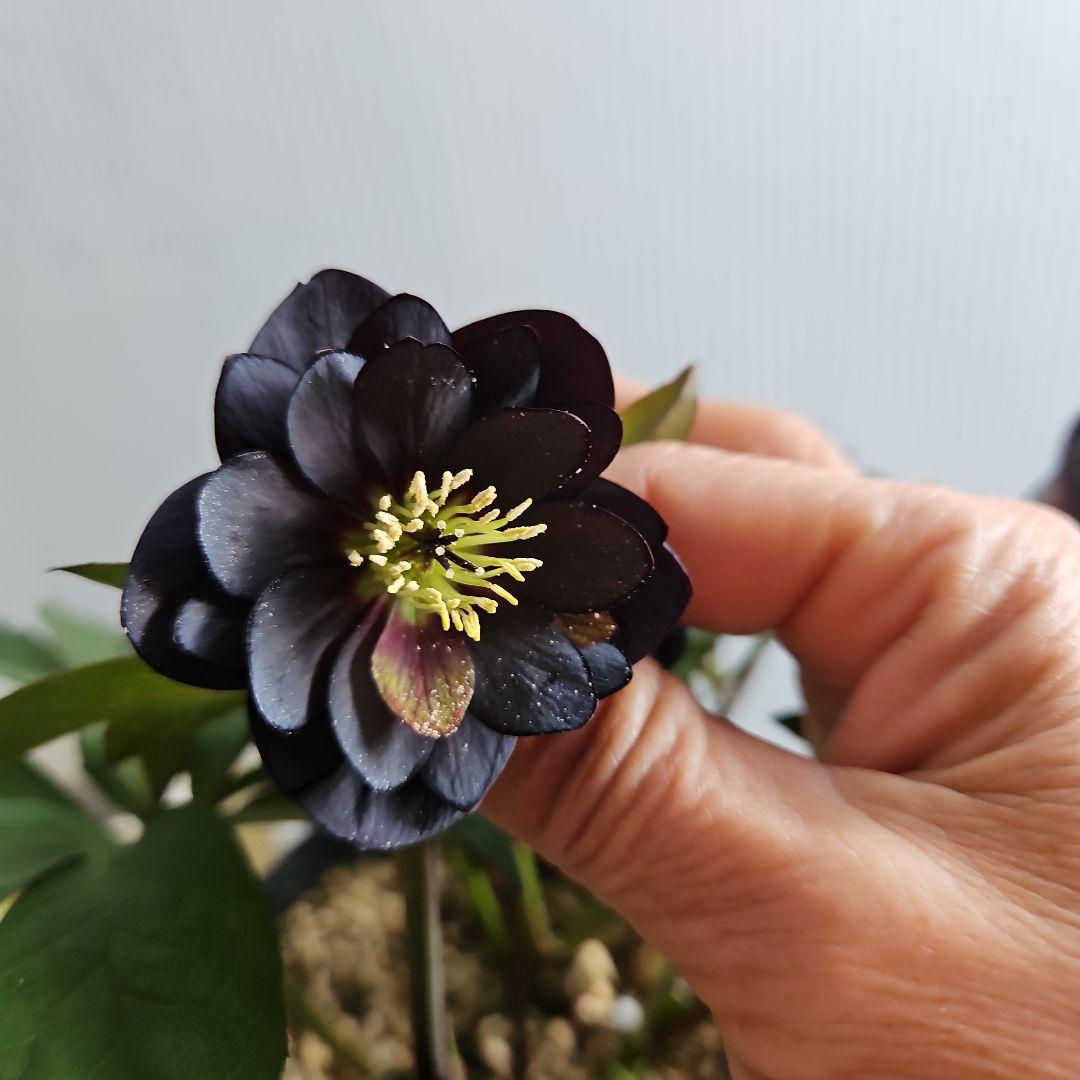 チャッピ様ご検討苗㉖-594クリスマスローズ - メルカリ