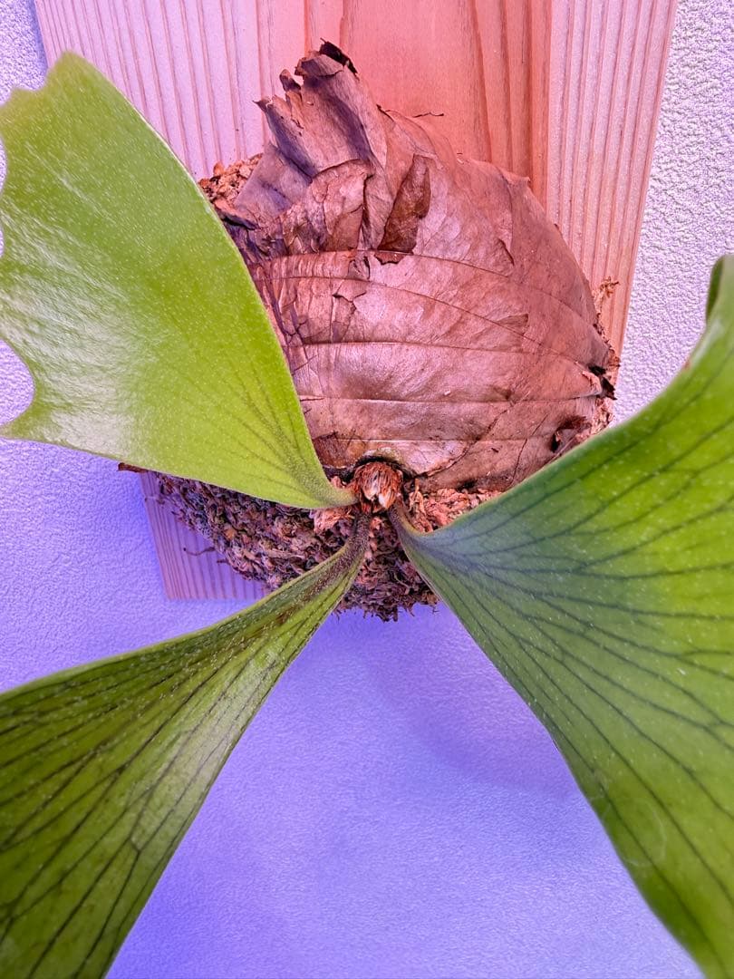 ビカクシダP. Flamenco (hillii x coronarium)TC - メルカリ