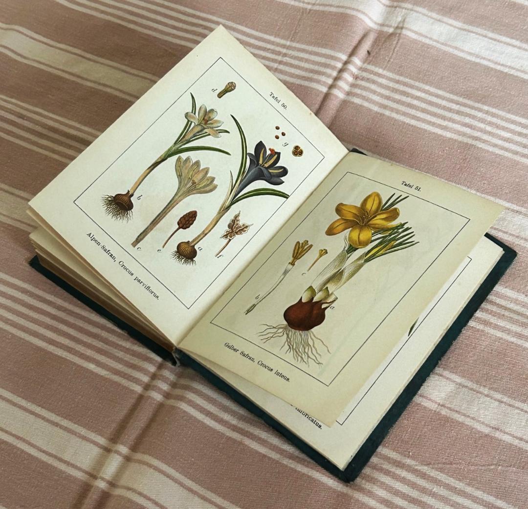 1906年 石版印刷 ボタニカル 植物解剖図 ドイツ 植物図鑑