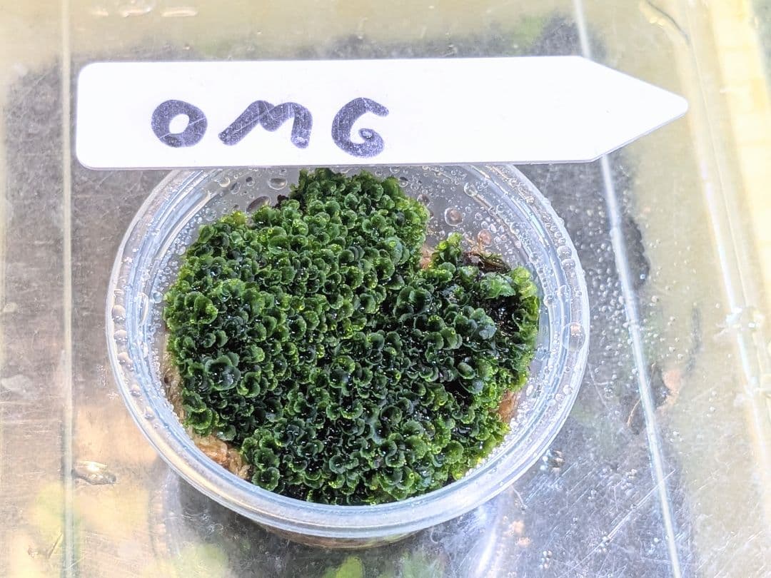 ビカクシダ willinckii OMG 前葉体 - メルカリ