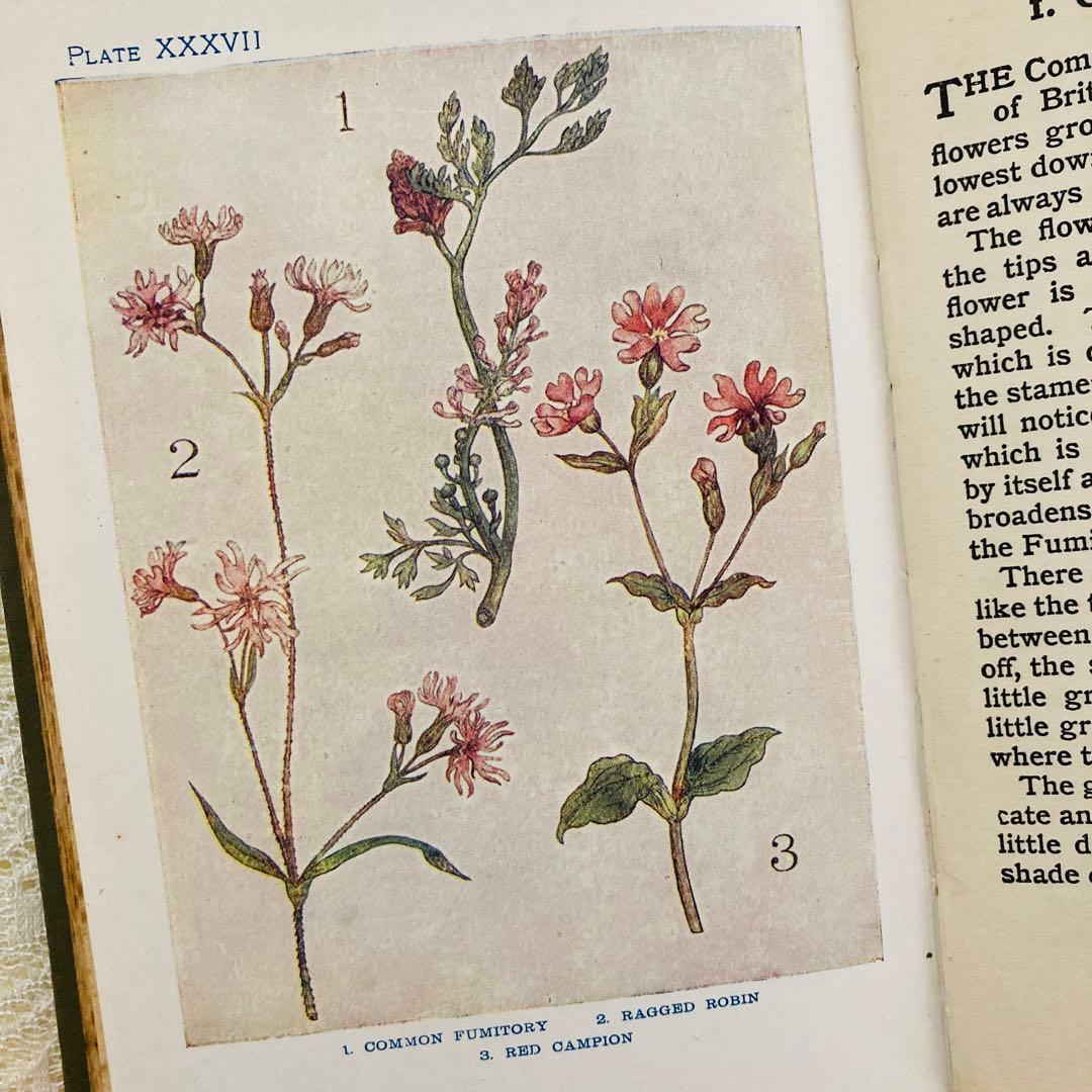 洋書 古書 アンティーク イギリスの植物図鑑 美しいカラー図版48点