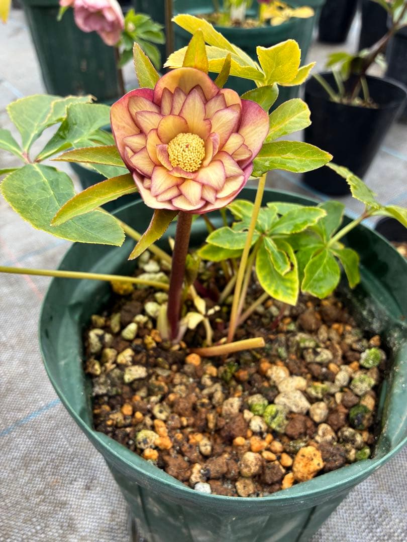 クリスマスローズ トルカ×グリーンオーレア 6寸 - メルカリ