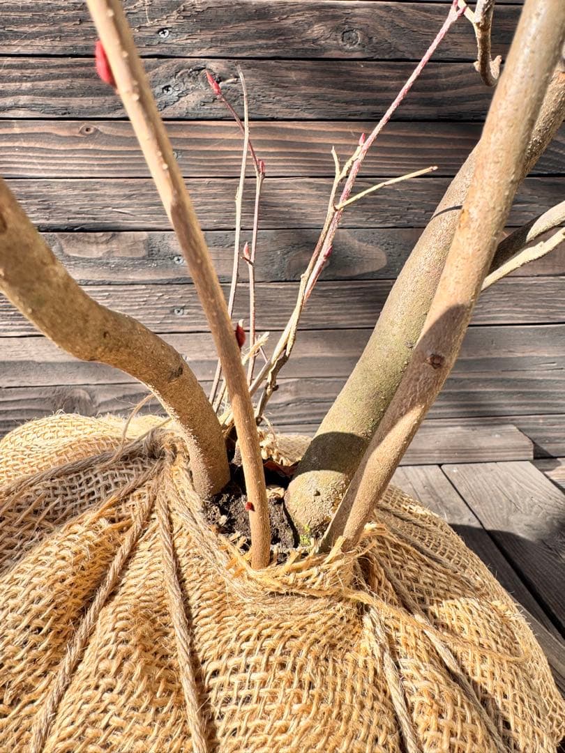 シロモジ【現品発送】管理80010