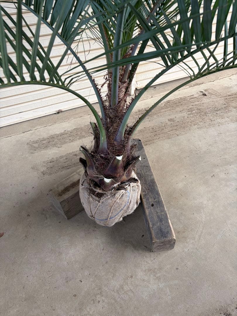 ココスヤシ 根鉢上から150cm