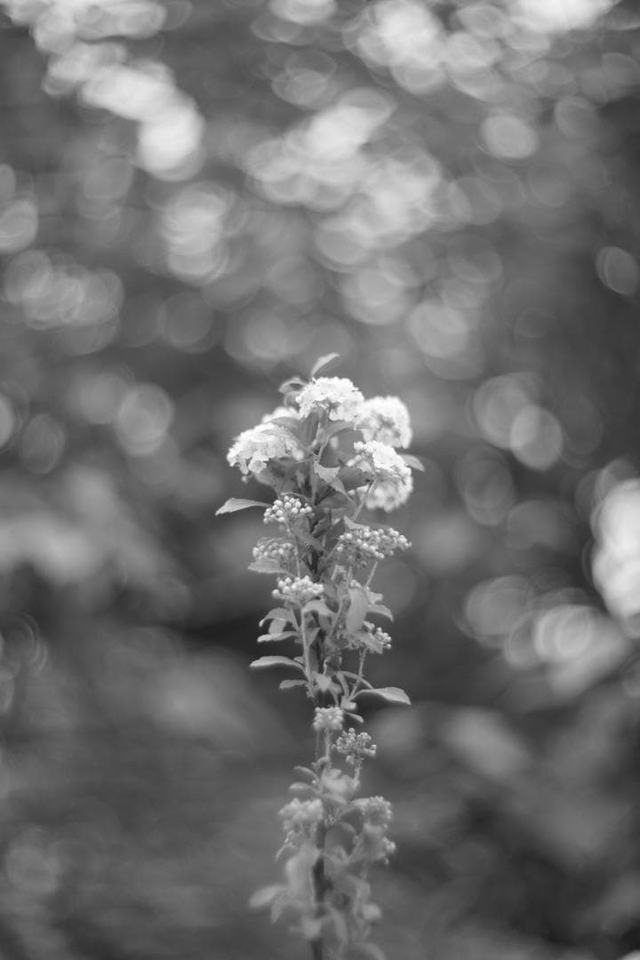 Summitar 50mm f2 戦前最初期コーティングあり 山崎磨き？軍事用