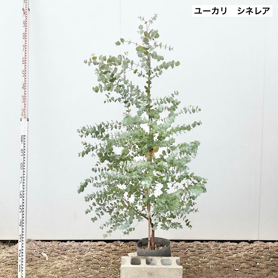 おかこさん専用　ユーカリ　シネレア/ 811 eucalyptus100_720x.jpg?v=