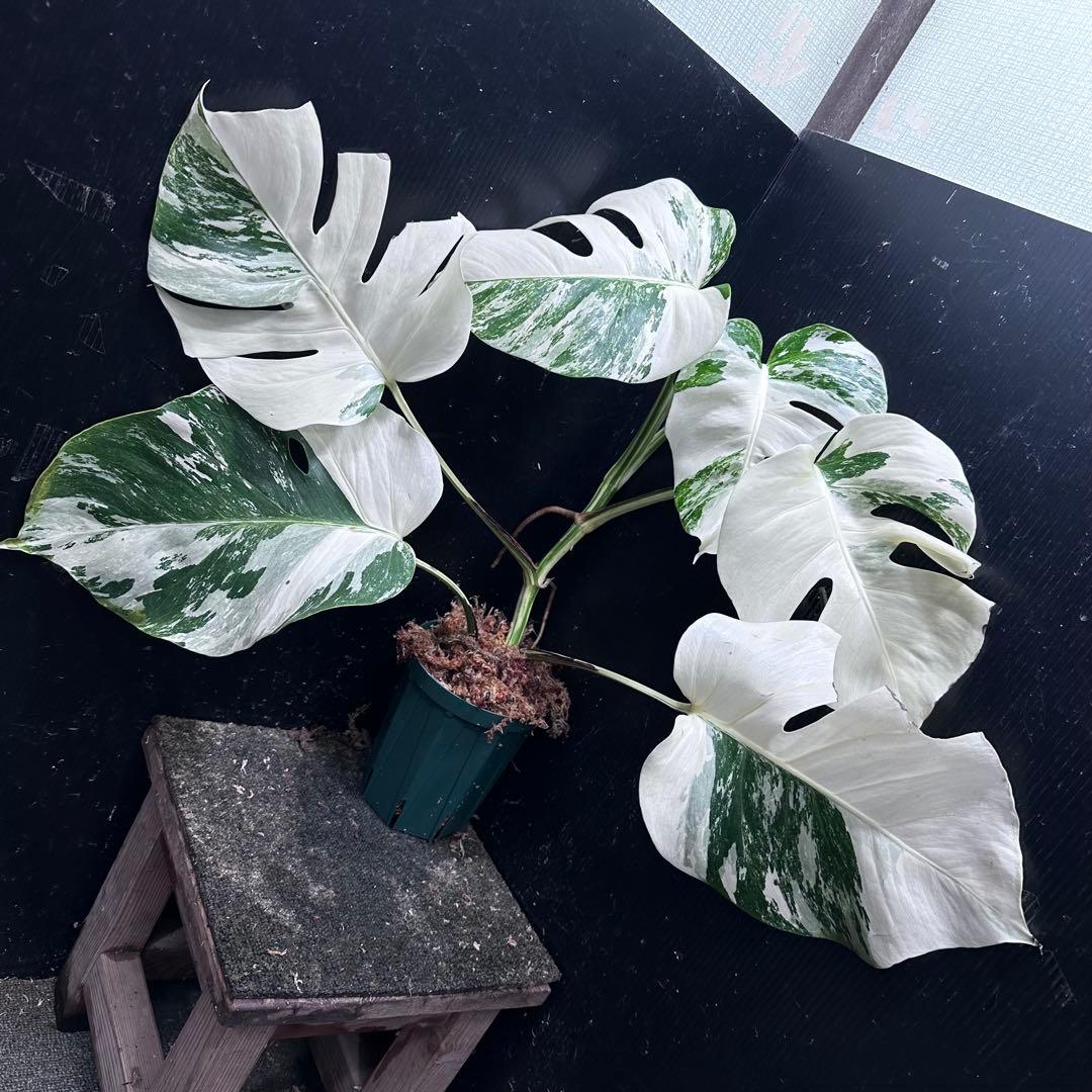 わ*か様 斑入りモンステラ ホワイトタイガー極美大株53cm白斑多 斑入りモンステラ ホワイトタイガー極美大株52cm白斑多 - メルカリ