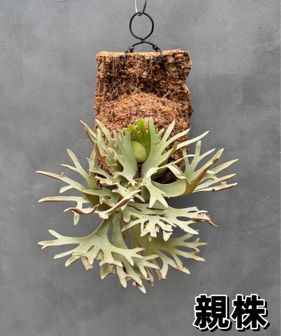 ビカクシダwillinckii Golden Boy 金童#1 - メルカリ