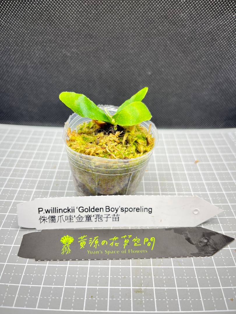 ビカクシダwillinckii Golden Boy 金童#1 - メルカリ