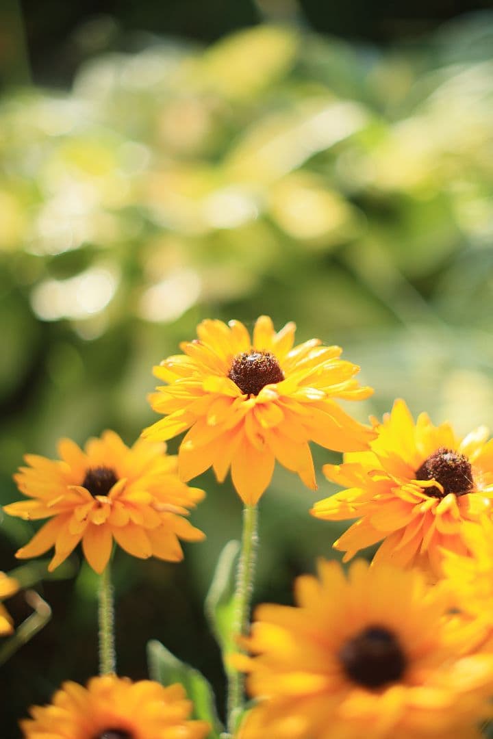 《希少》YASHICA LENS ML 50mm F1.4 後期型 【良品】