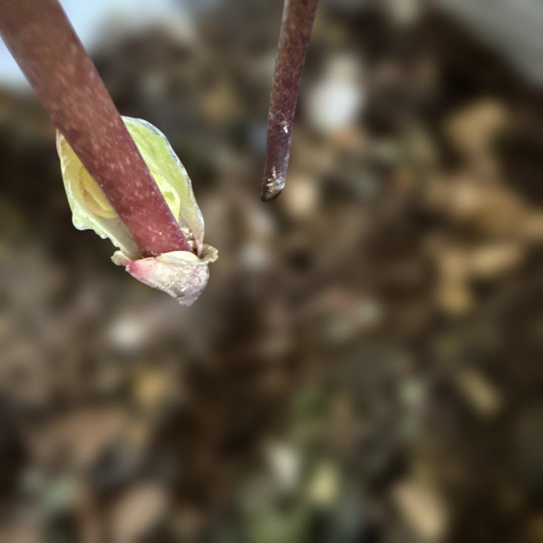 ☆素晴らしいオーレア ピンクグラデーション ソレイユ風☆クリスマス