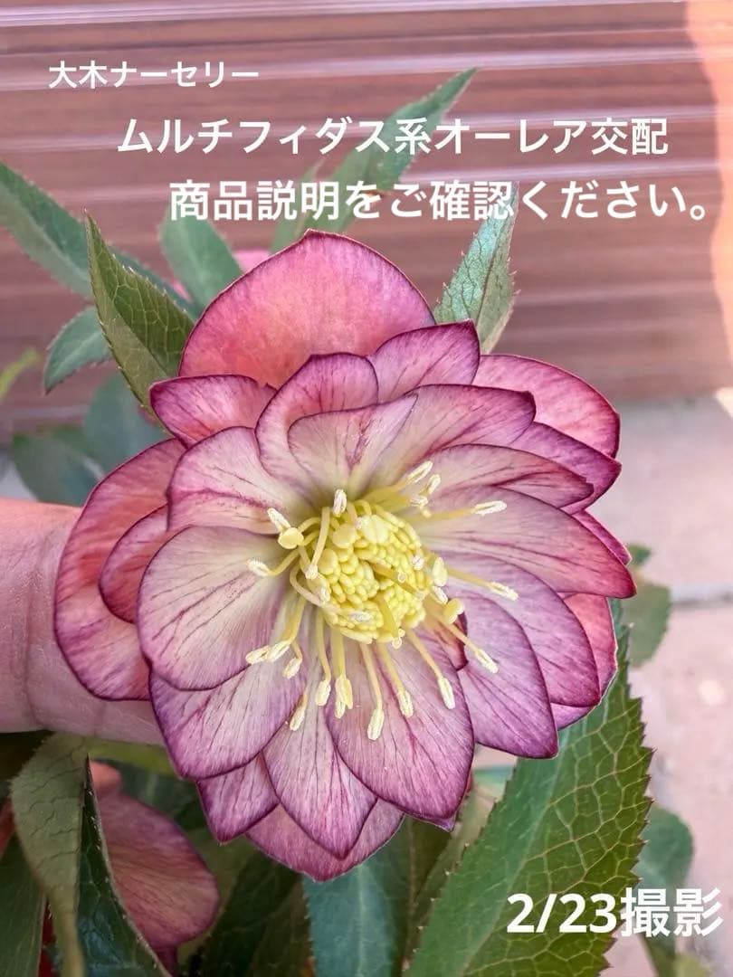 未株分】クリスマスローズ 大木ナーセリー ムルチ系オーレア交配