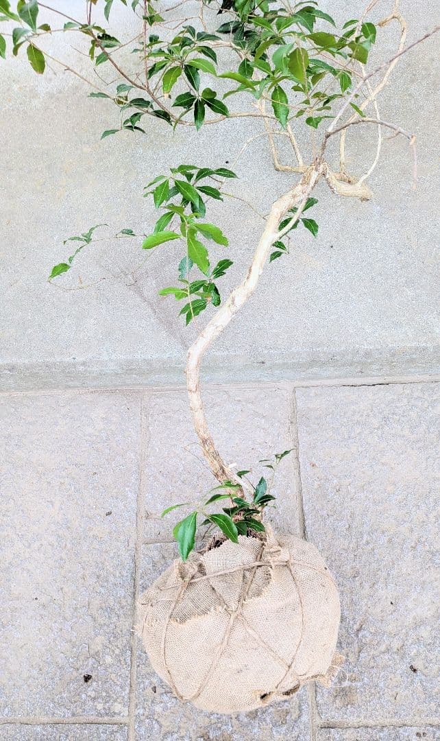 如昇龍。山採りアセビ。 - メルカリ