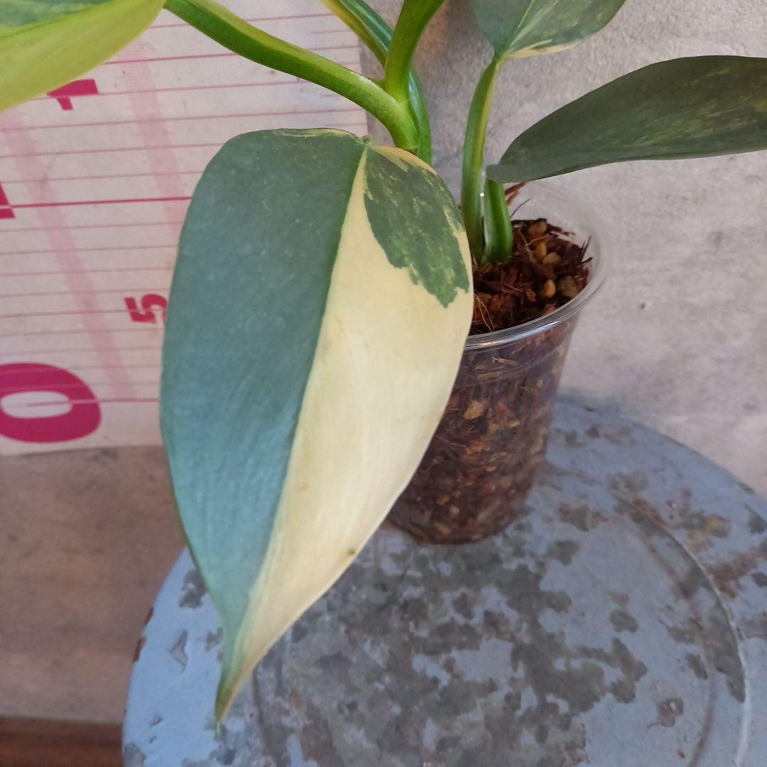 超希少 フィロデンドロン シルバーソード斑入 (ハスタータム斑入)