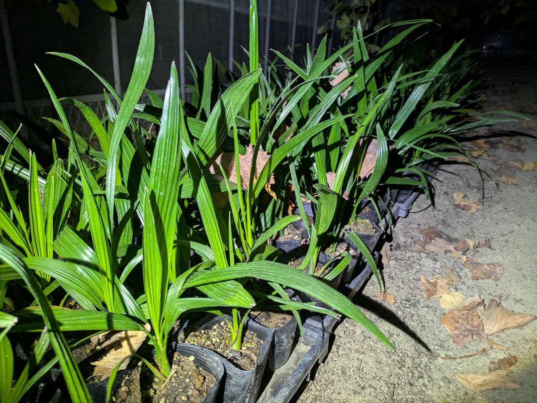 値引きセール！フェニックス カナリーヤシ 苗 50株セット 30cm