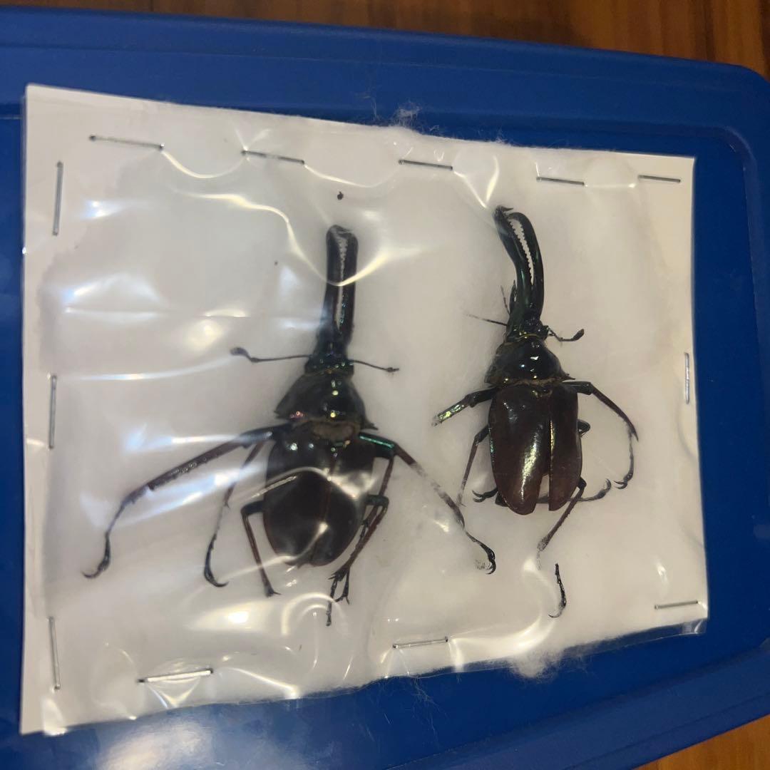 希少】ホロメタリクス チリクワガタ 標本 コガシラクワガタ セット