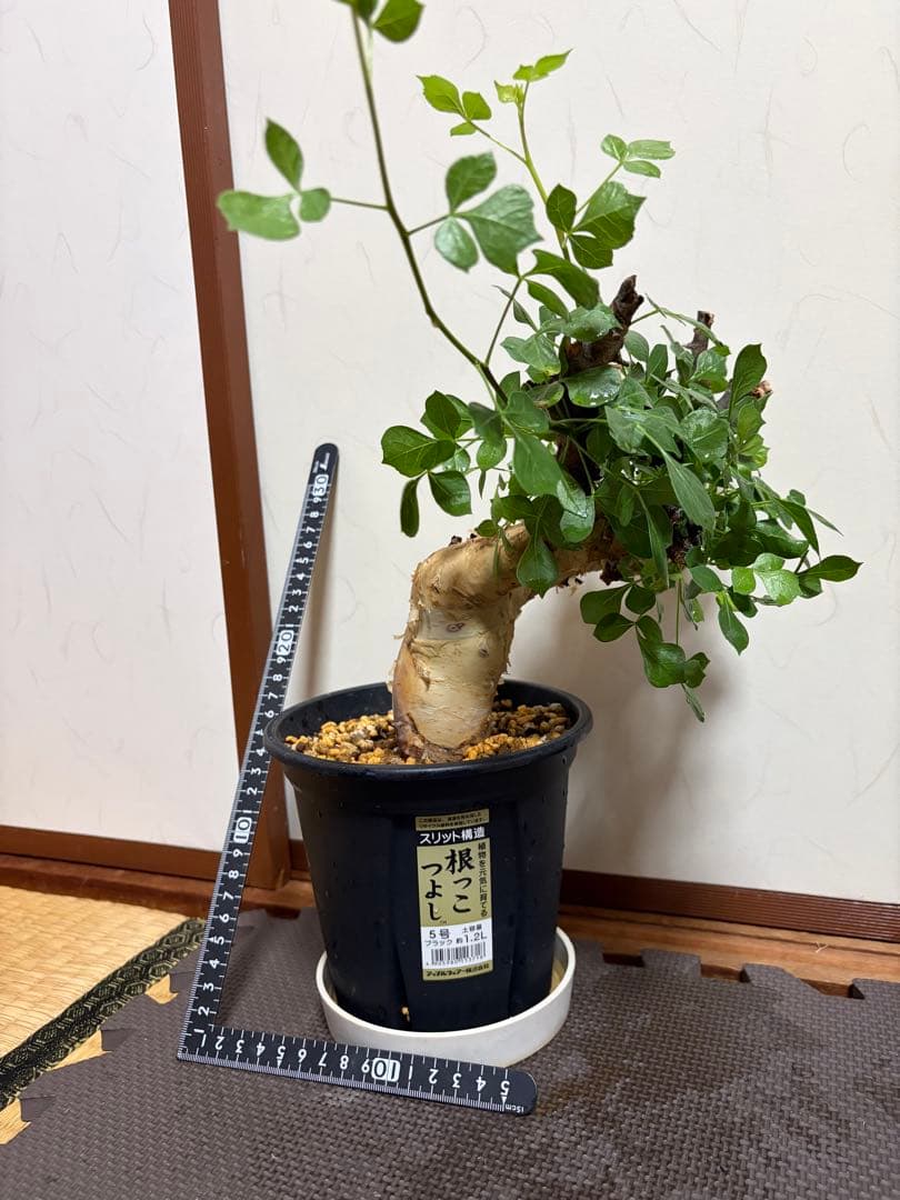 b*5様 コミフォラピュアカタフ　現地株　発根済み Commiphora kataf pure コミフォラ ピュアカタフ 発根済現地株 4 ソマリ