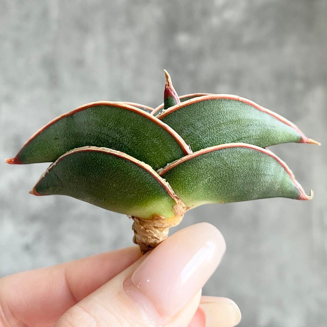 S13091☆オークション販売☆ サンスベリア ロリダ 極上美株！！ - メルカリ