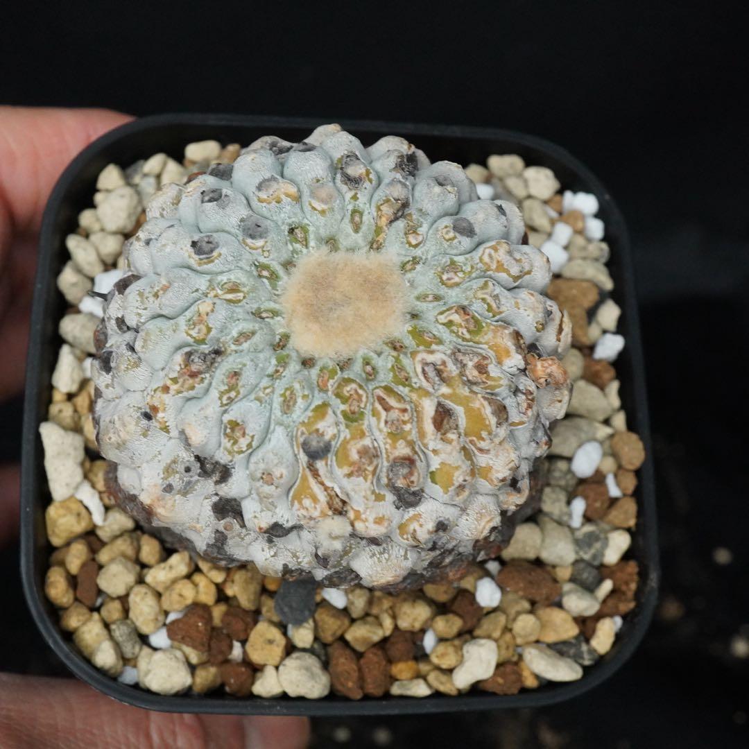 発根済み 孤竜丸 コピアポア コルムナアルバ copiapoa - メルカリ