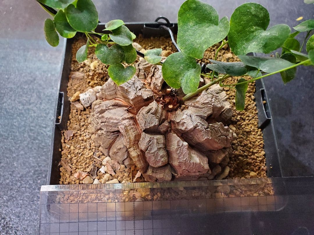 トーマス ギラウミニアナ種子 35粒 トーマス ギラウミニアナ種子 35粒