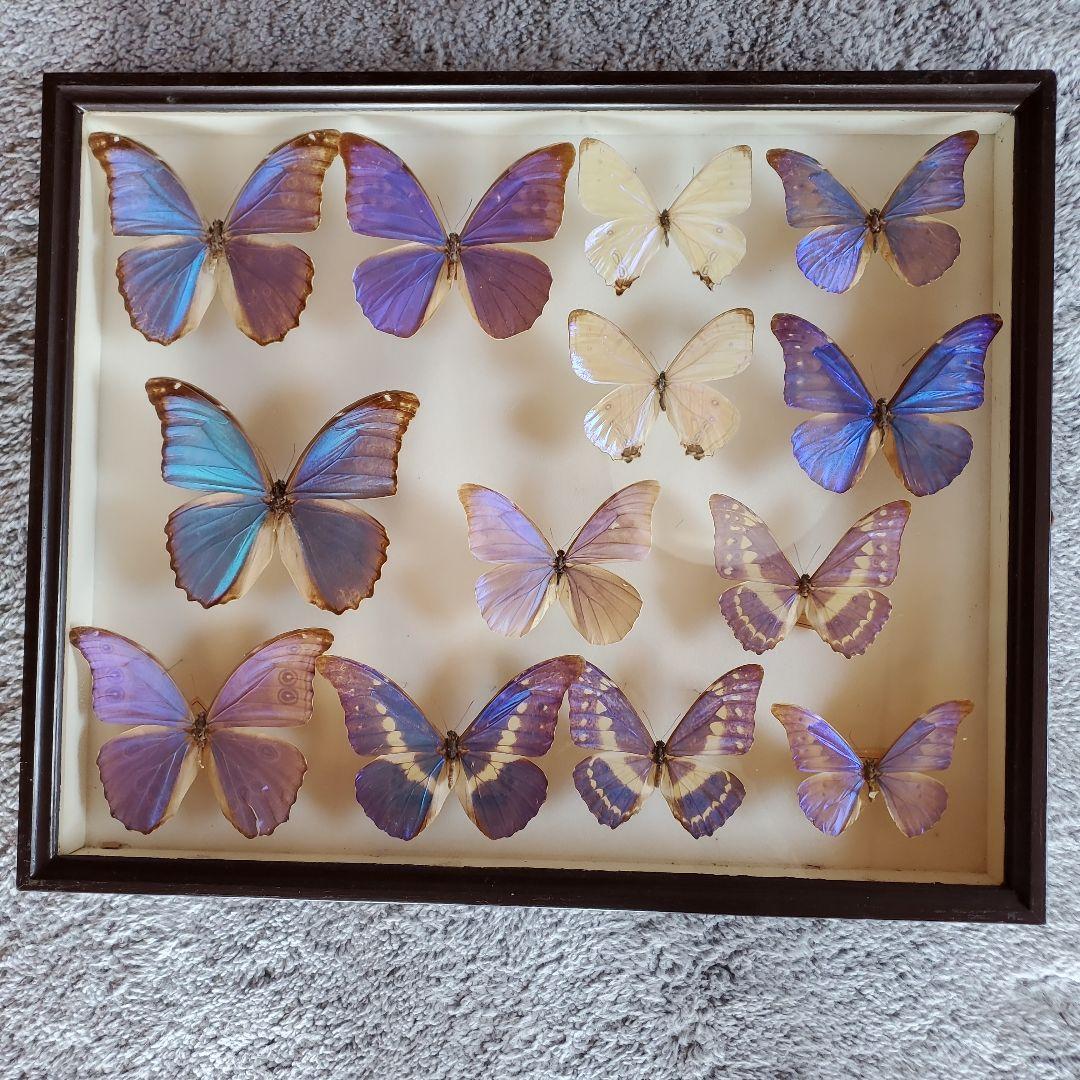 蝶の標本 13頭　ガラスケース入り ガラスケースフレームリニューアルのご案内 , お知らせ , 蝶の標本