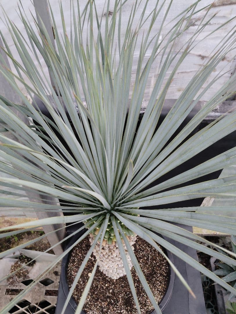 ユッカ ロストラータ ブルーベルベット 大株 幹立ち