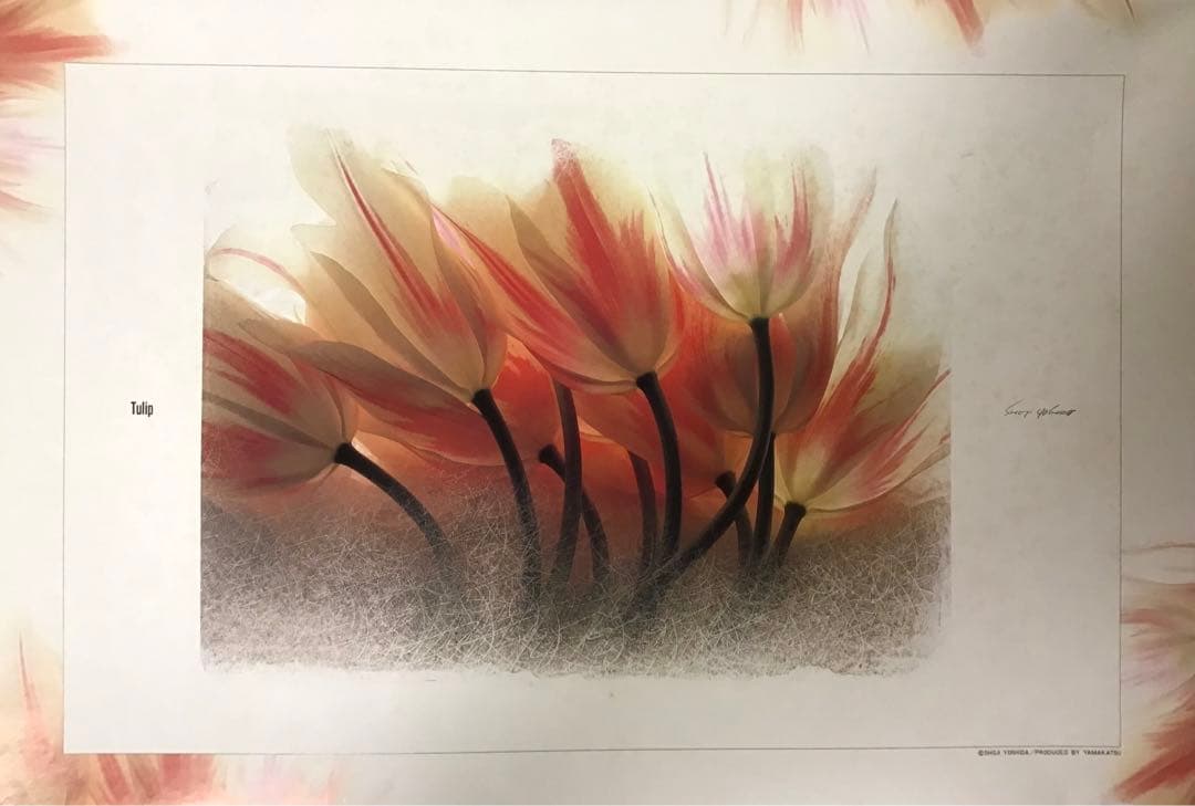 ショージヨシダ作 「チューリップ」 ジグソーパズル 1000ピース アート写真