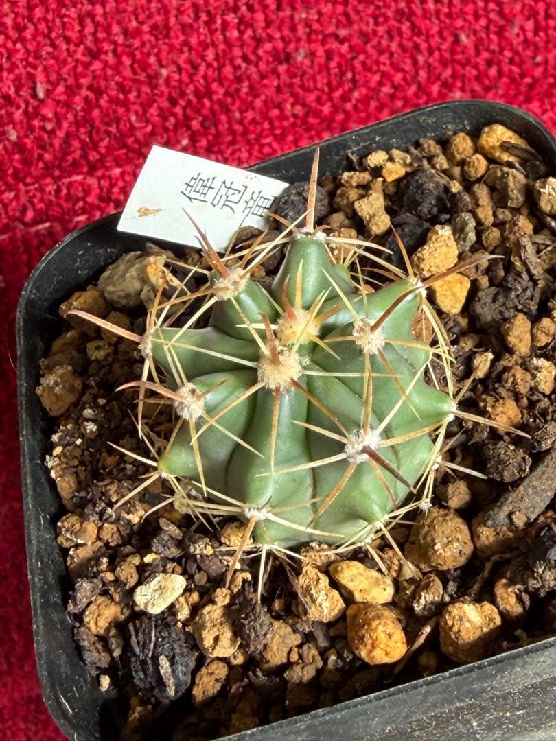 実生フェロカクタス偉冠竜◇多肉サボテン ドライガーデン アガベ