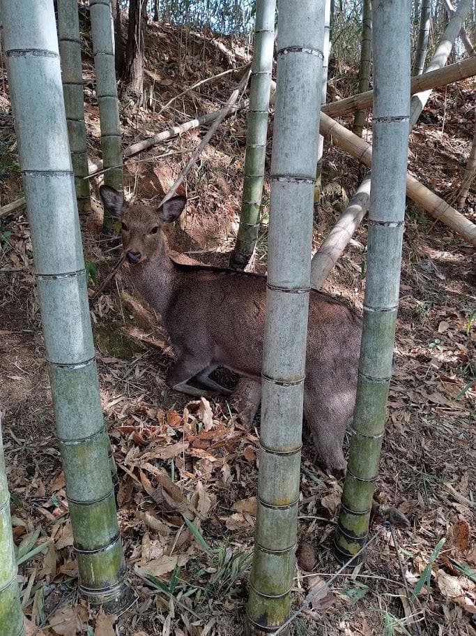 【学術標本】種名ニホンジカ　胎児エタノール浸漬標本（♀）　頭胴長約２４５ｍｍ