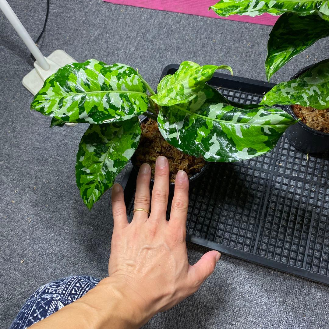 破格です！アグラオネマアンダマン 子株 12500 - メルカリ