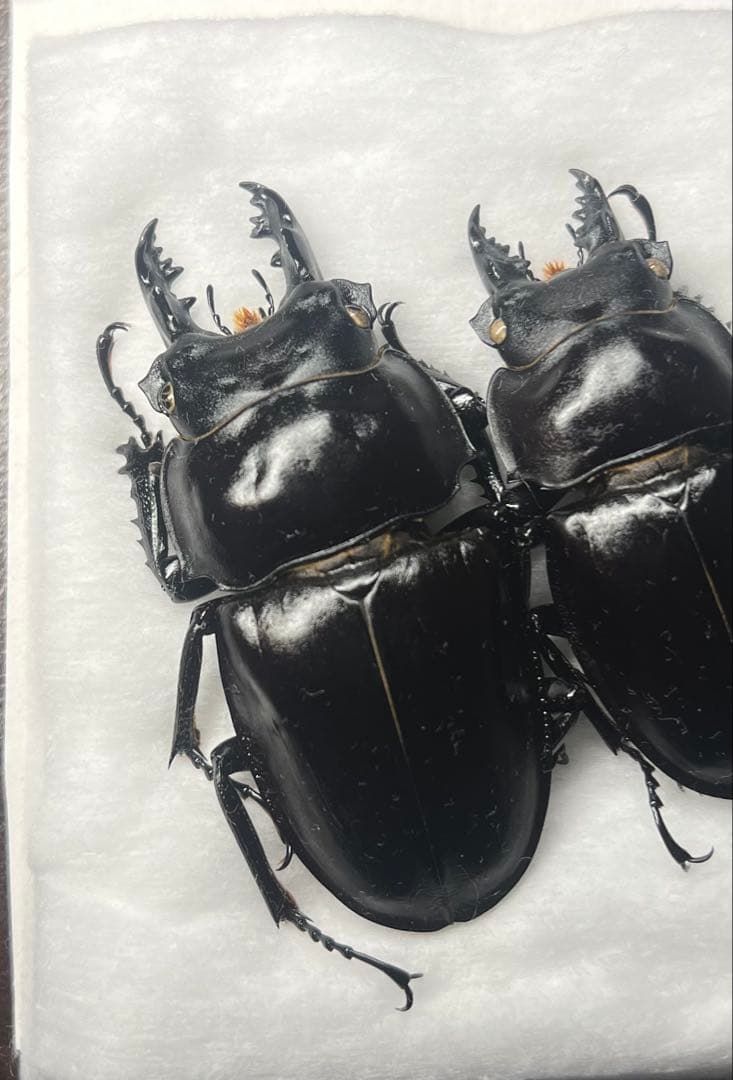 ヤエヤママルバネクワガタ激大歯標本オマケ付き 大歯】ヤエヤママルバネクワガタ西表島大見謝 ペア ♂55.1mm・♀45.9